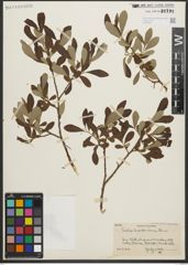 Foto von Salix scouleriana Barratt ex Hook.